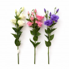 Цветы Эустома №9